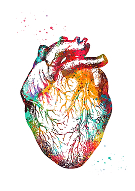 Colorful Watercolor Heart Anatomy Illustration