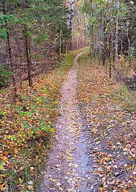 Autumn Path Through the Woods