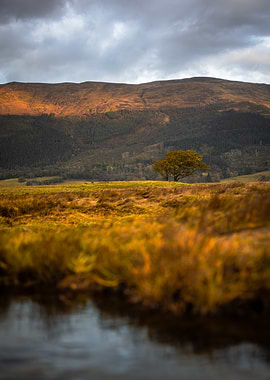 Solitary Tree in Golden Landscape