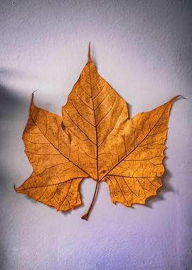 Autumn Leaf on Textured Background