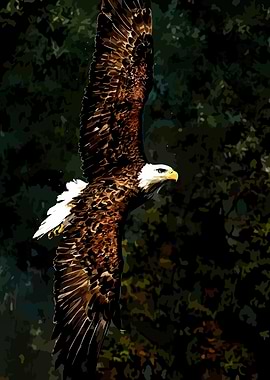 Bald Eagle in Flight