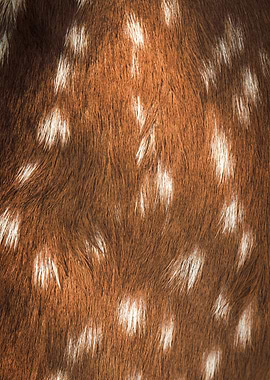 Deer Fur Texture