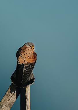 Faucon crécerelle perché