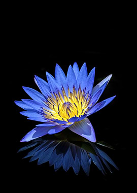 Blue Lotus Flower Reflection