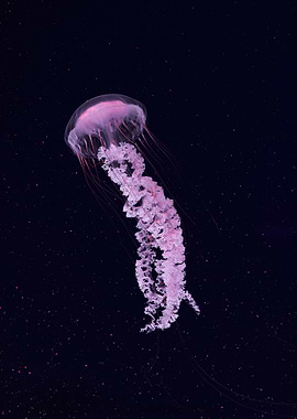Pink Jellyfish in Dark Water