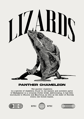 Panther Chameleon Reptile Owner