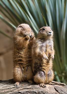 Two Prairie Dogs on a Log