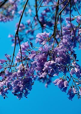 Jacaranda Flowers Against Blue Sky