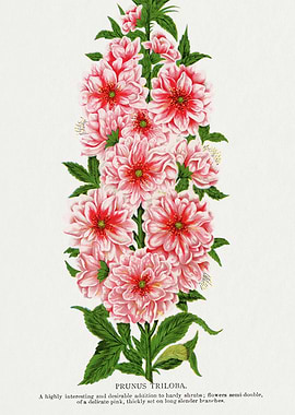 Prunus Triloba Floral Illustration