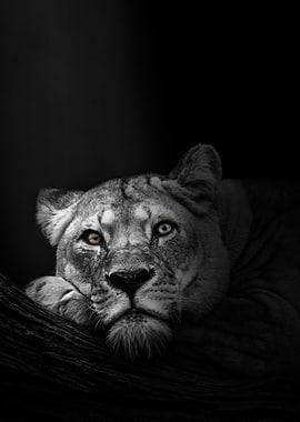 Monochrome Lioness Portrait