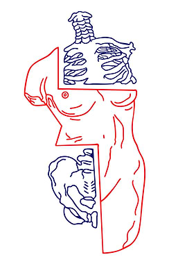 Anatomical Torso Illustration