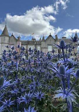 Balmoral Castle with Blue Thistle Flowers