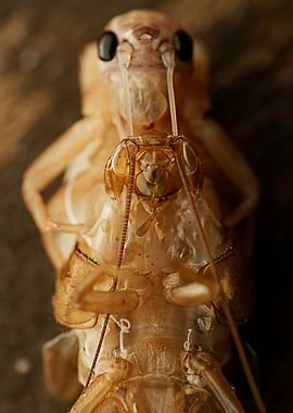 House Cricket exoskeleton macro shot
