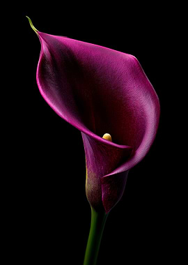 Elegant Purple Calla Lily on Black