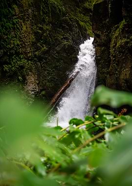 Waterfall in a Lush Green Forest
