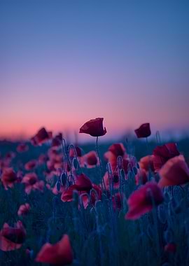 Poppy Field at Dusk