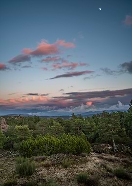 Forest landscape at dusk with moon