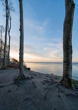 Coastline Forest during Sunset at Gespensterwald (Germany)