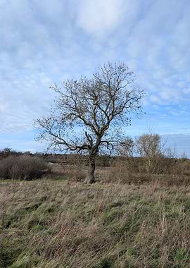 Bare Tree in Field