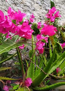 Pink Bougainvillea and Aloe Vera Plant