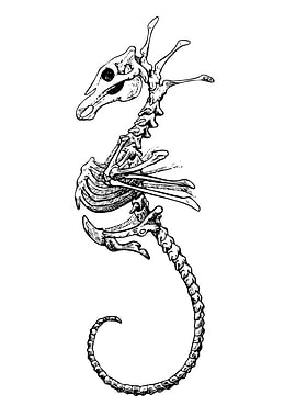 Seahorse Skeleton Illustration