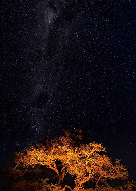 Starry Night with Illuminated Tree