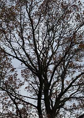 Autumn Tree Against Cloudy Sky