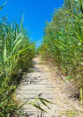 Photography of Wooden Pontoon Through Tall Grass
