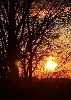 Sunset Through Bare Tree Branches