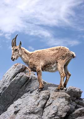 Ibex on Rocky Peak