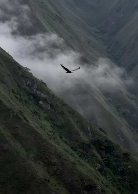 Eagle, misty mountain range