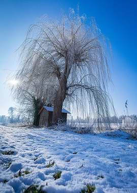 Winter Silence Beneath the Willow