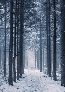 Winter Forest Path