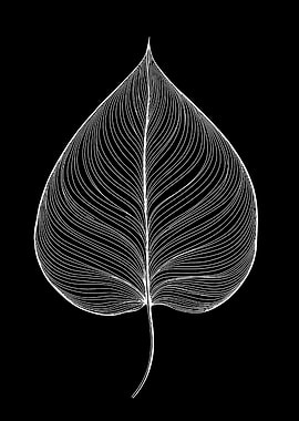 Leaf Line Art on Black