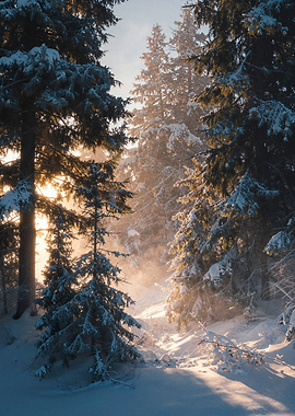 Winter Forest Sunlight