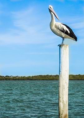Pelican perch