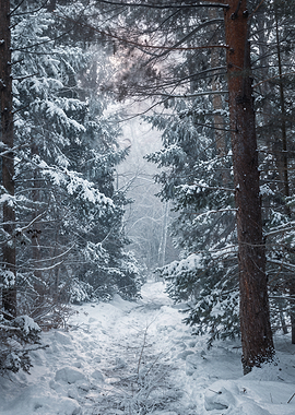 Snowy Forest Path