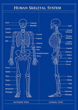Human Skeletal System Blueprint
