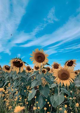 Sunflower Field Under a Blue Sky