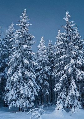 Snow-covered Pine Trees