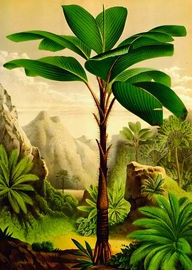 Botanical Illustration of a Tropical Plant