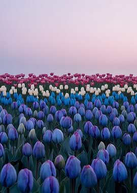 Tulip Field at Dusk
