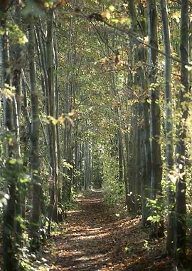 Autumn Forest Path