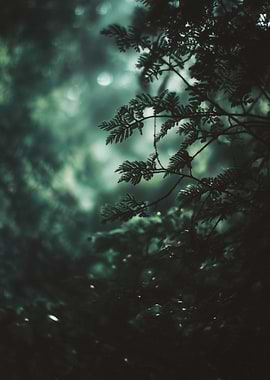 Dark Green Forest Foliage