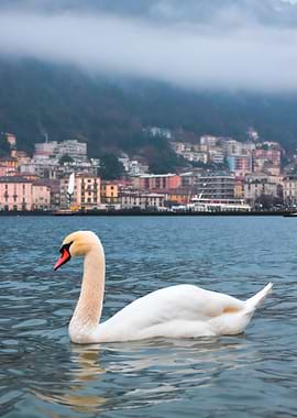 Swan on Lake Como