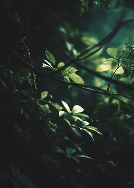 Lush Green Leaves in Dark Forest