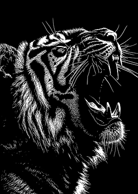 Roaring Tiger Black and White Illustration