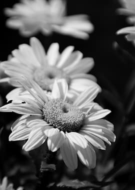Black and White Daisy Close-Up