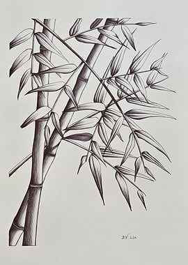 Bamboo Stalks and Leaves's Ink Drawing