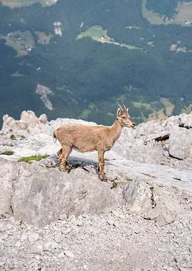 Alpine Ibex on Rocky Mountain Peak